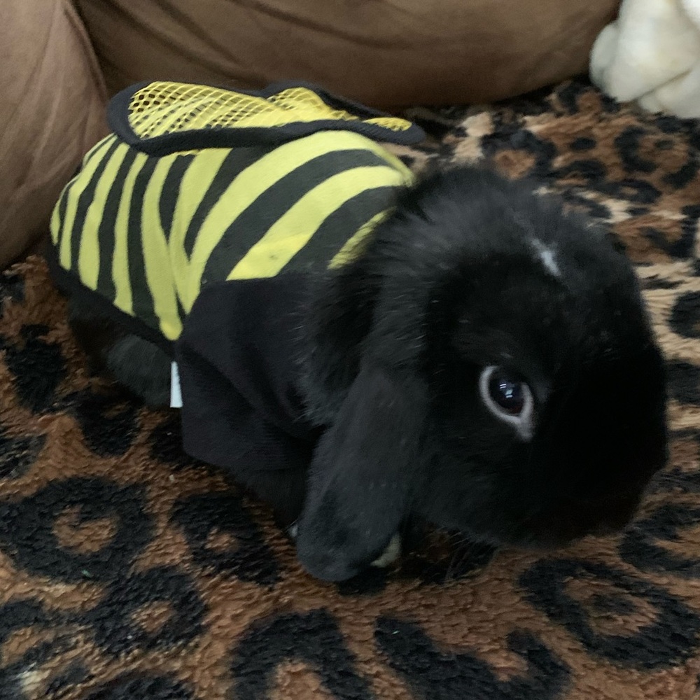 🐰 FOLLOW GAME w/TANK 🐰| Goal: 100K - Picture 6 of 10